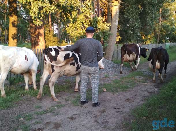 Продажа крс, фотография 1