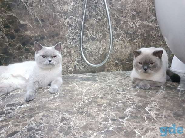 Британские котята СКИДКА 60% (питомник), фотография 6