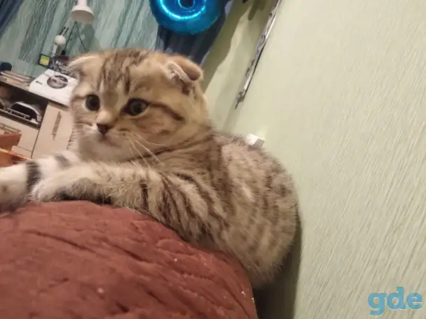 Продам шотландских котят, фотография 2