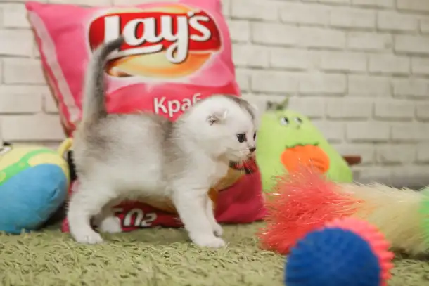 Котята шотландские, фотография 4
