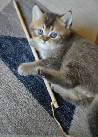 Шотландские прямоухие котята, фотография 2