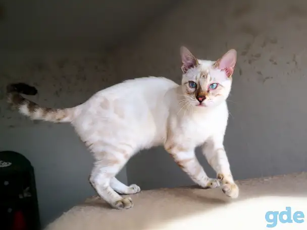 Бенгальские котята снежные барсы, фотография 2