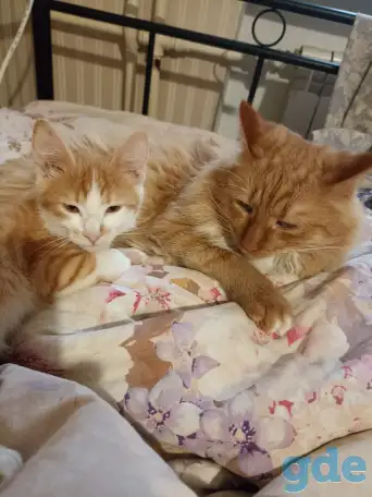 отдам котенка в хорошие руки, фотография 2