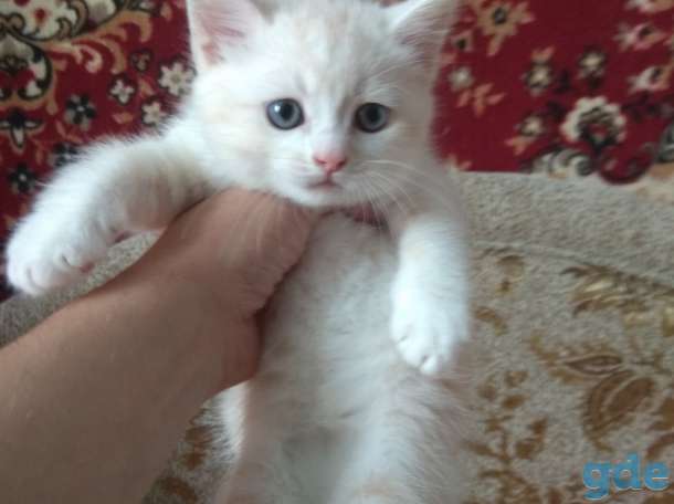 Британские котята, фотография 4