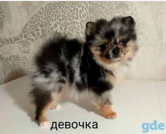 Шпиц, щенки редких окрасов, фотография 2