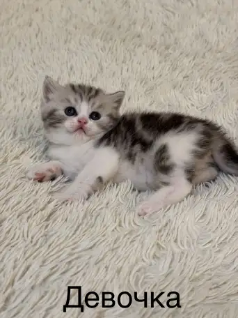 Котята Шотландские вислоухие, фотография 3