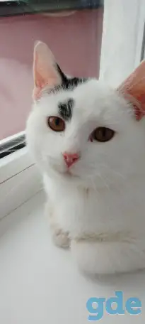 Кошечка, фотография 3