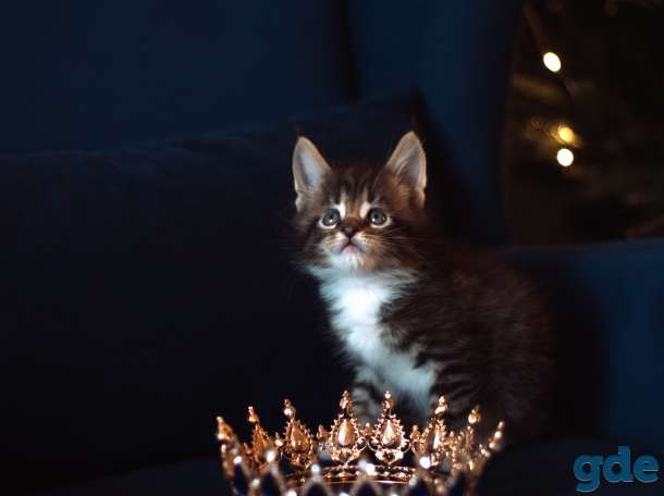 Котята мейн-кун, фотография 4