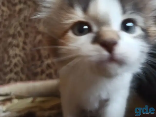 Кошка котенок трехцветная даром, фотография 3