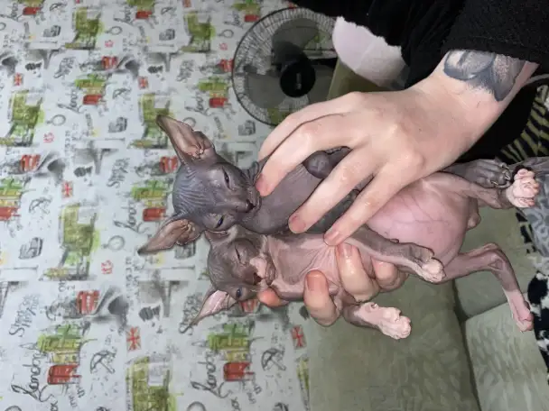 Котята канадского сфинкса, фотография 8