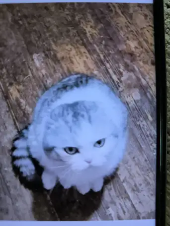 Котенок шотландская шиншилла, фотография 1