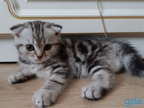 Шотландские котята(Scottish Fold), фотография 6