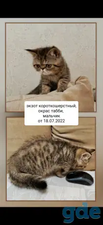 Котята экзотические короткошерстные, фотография 1