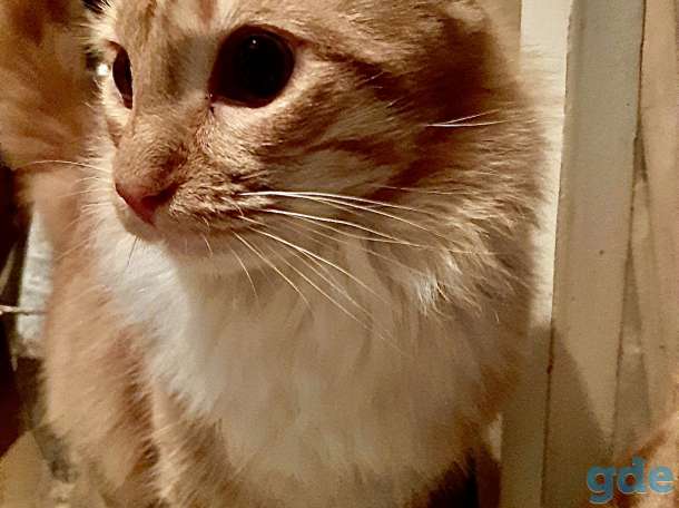 Рыжие котята в дар, фотография 5