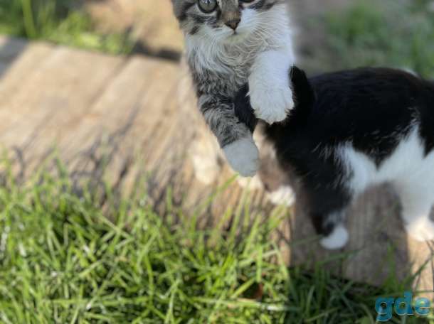 Котята, фотография 1