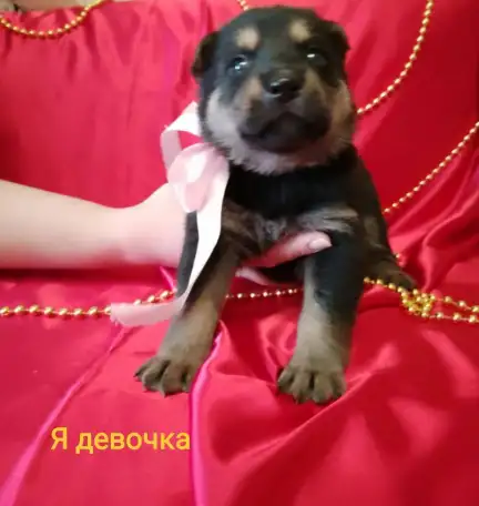 5 Щенят в поиске дома!, фотография 7