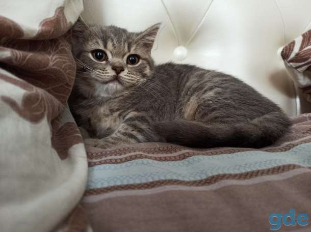Котята шотландские, фотография 1