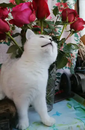 Британские серебристые котята, фотография 3
