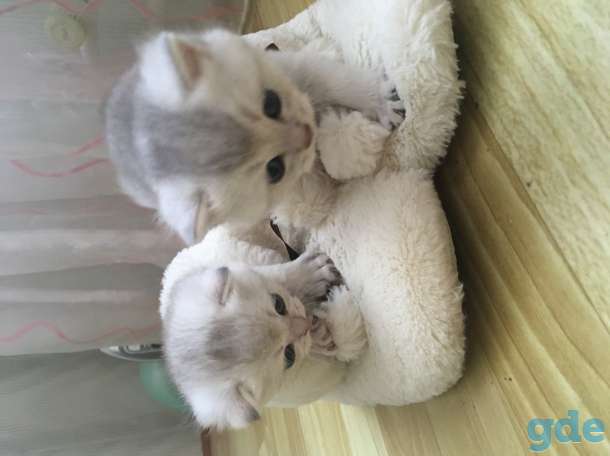 Шотландские котята, фотография 3
