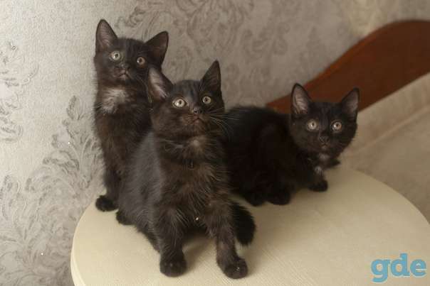 Котята ищут дом или передержку, фотография 4