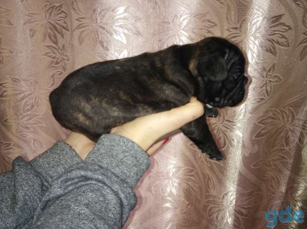 Готовятся к продаже щенки французского бульдога. 4 девочки. 3 тигровые, 1 палевая. Дата рождения, фотография 2