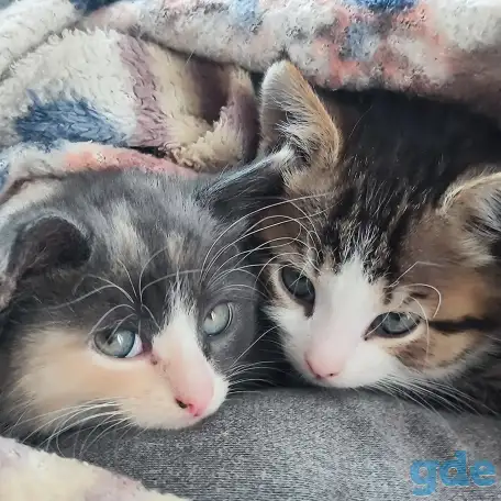 Котята, фотография 4