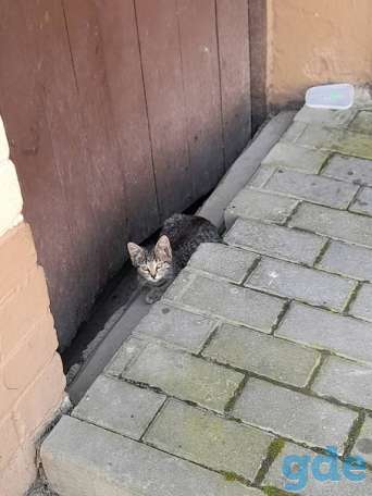 Котята ищут дом или передержку, фотография 5