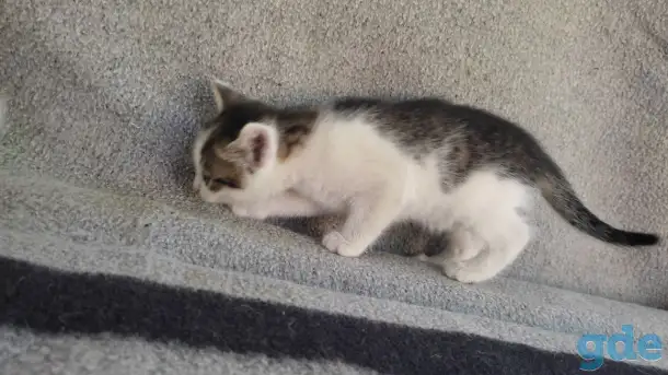 Котята, фотография 2