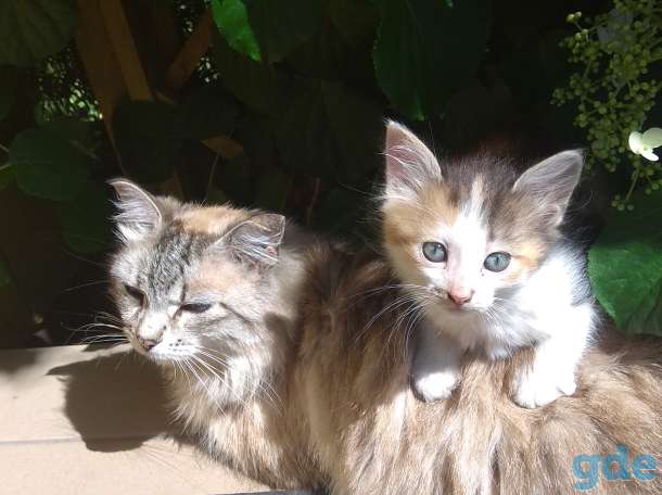 Котята в хорошие руки., фотография 1