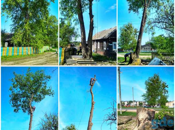 Спилить дерево частями с помощью альпинистов, фотография 2