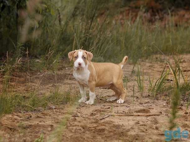 Американский питбультерьер, фотография 7