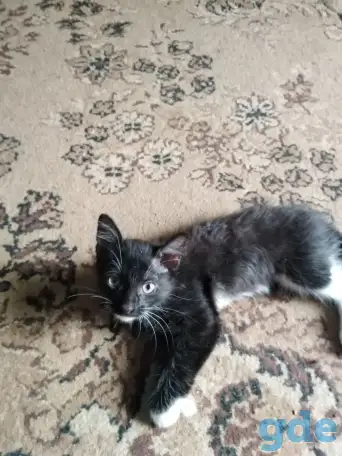 Дарю котят., фотография 1