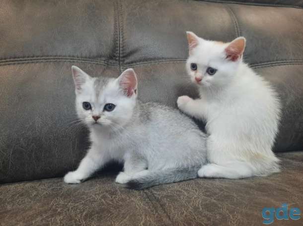 Котята, фотография 1