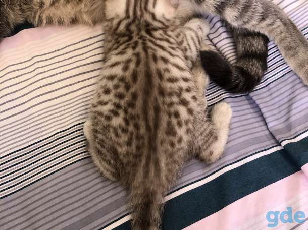 Шотландские котята, фотография 5