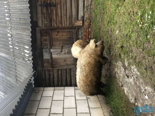 Продаю 2 поросных свинок венгерской мангалицы., фотография 2