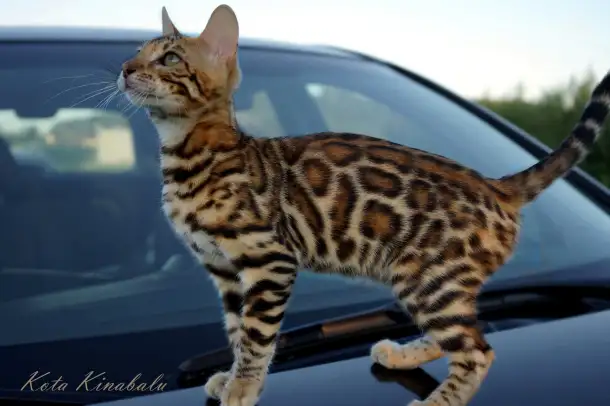 Бенгальские клубные котята, фотография 1