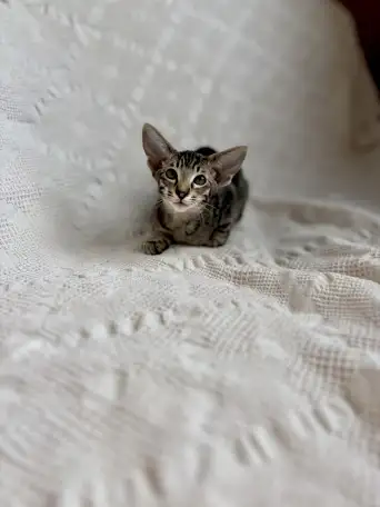 Котята ориентальной породы девочки, фотография 5