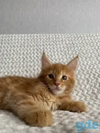 Котенок мейн кун, фотография 1
