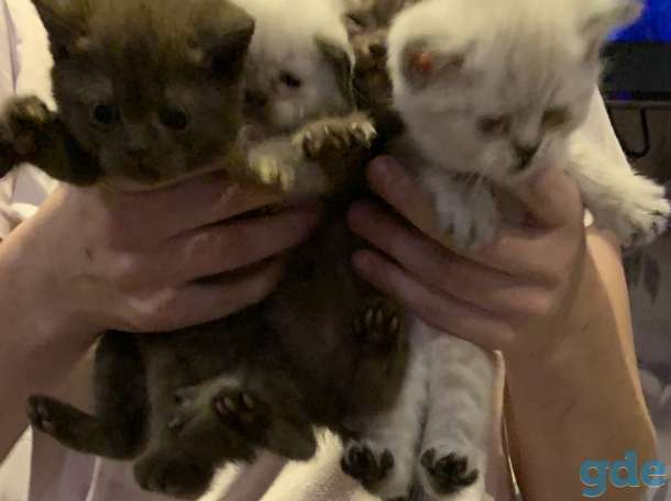 Продам британских котят готовы, фотография 1