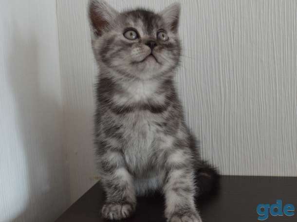 Шотландский короткошёрстный мальчик, фотография 3