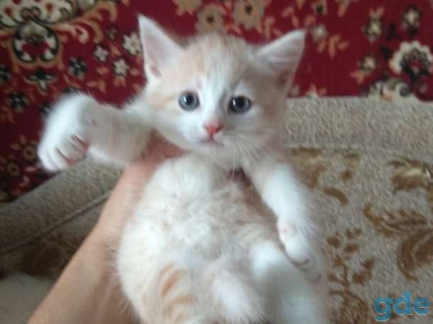 Британские котята, фотография 6