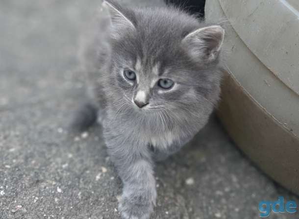 Котят в дар, фотография 1