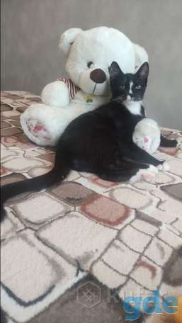 Котенок ищет дом, фотография 3