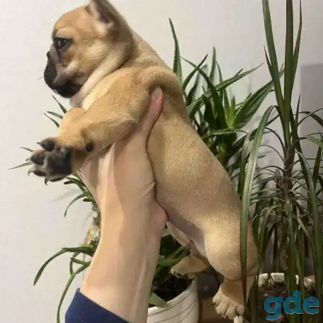 Продается замечательный щенок, фотография 2