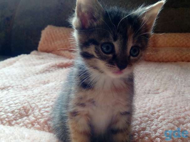 Котята, фотография 7