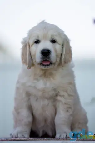 Щенки Golden Retriver, фотография 5