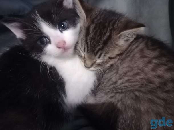 котята в добрые руки, фотография 4