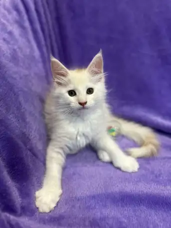 Котята породы Мейн-кун, фотография 1