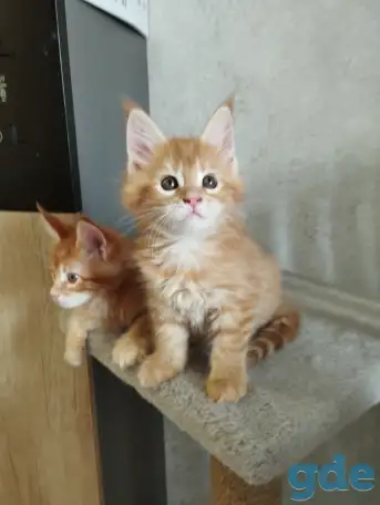 котята Мейн-кун, фотография 3