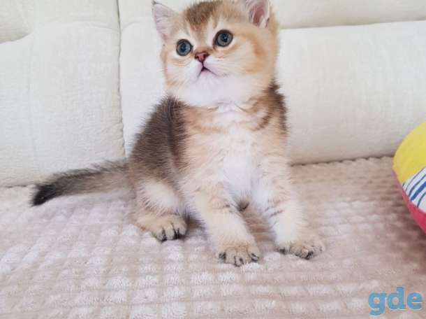 Чистокровные шотландские котята, фотография 6